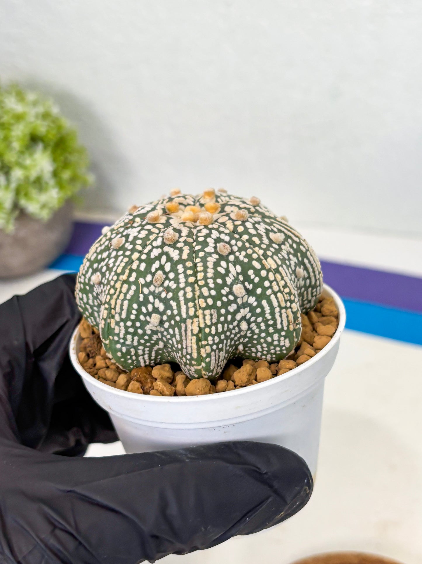 Astrophytum Star Shape (at2) (y2) | Rare Cactus