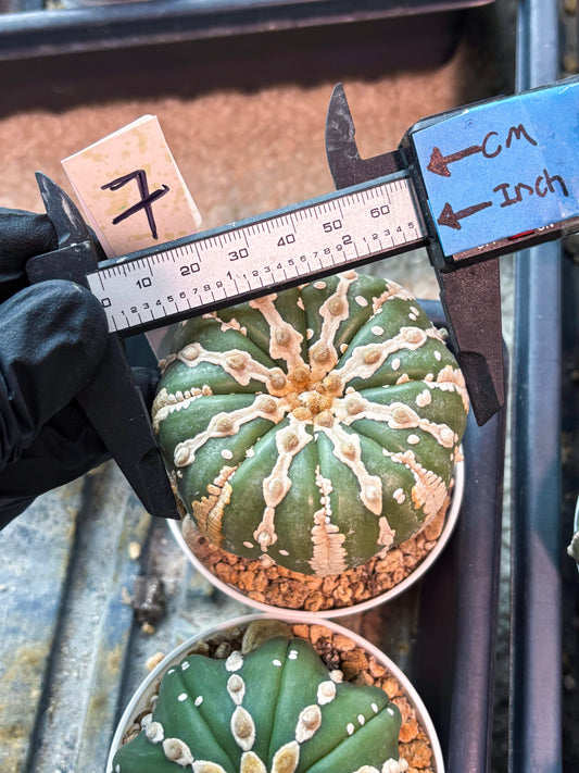 Astrophytum V-type Nudum (t10) (b7) | Imported From Japan/korea