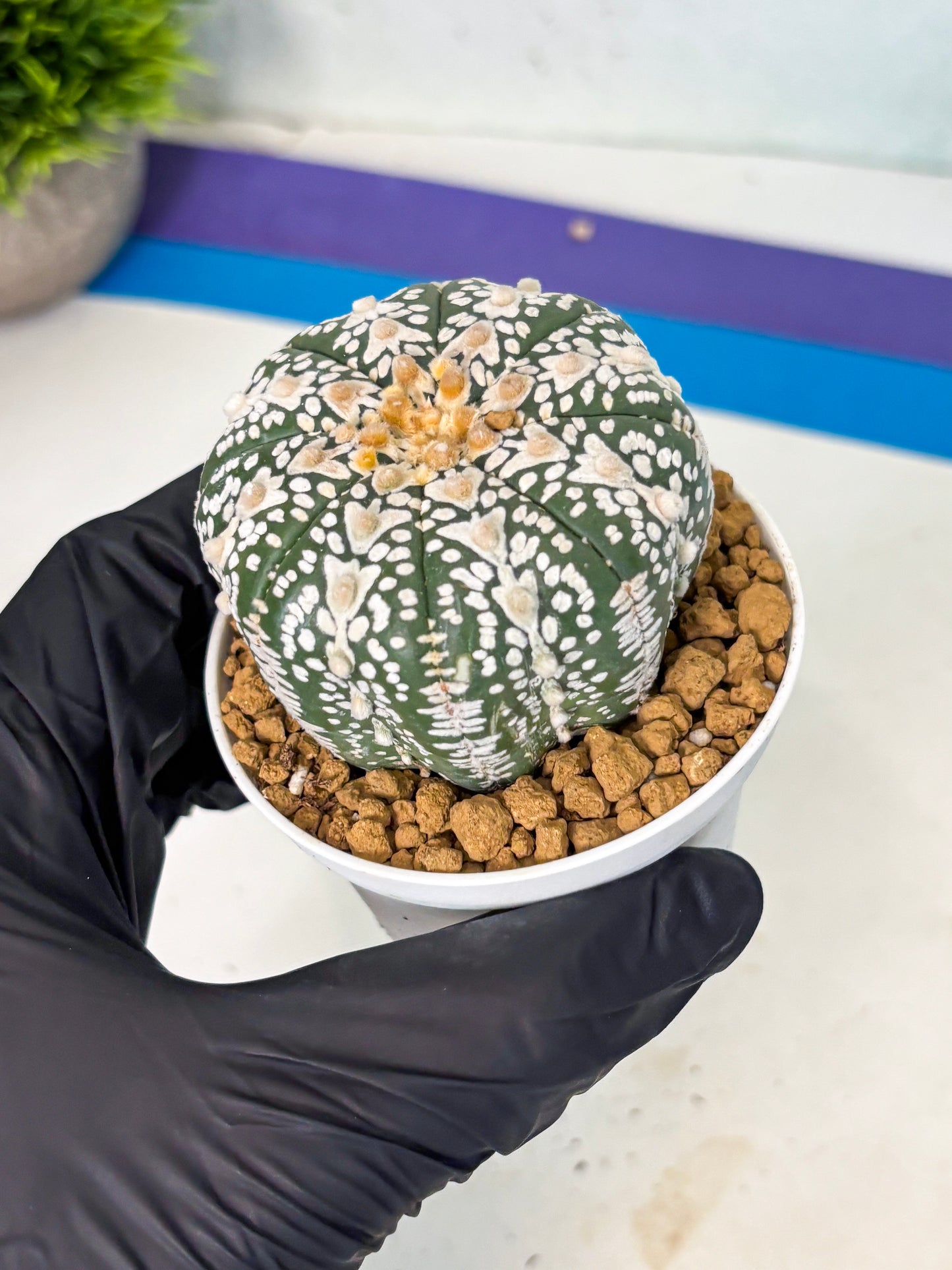 Astrophytum V-Type (at5) (b4) | Star Cactus