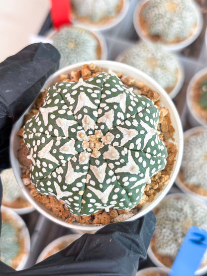 Astrophytum V-type Star Shape (t3) (b7) | 3" Pot