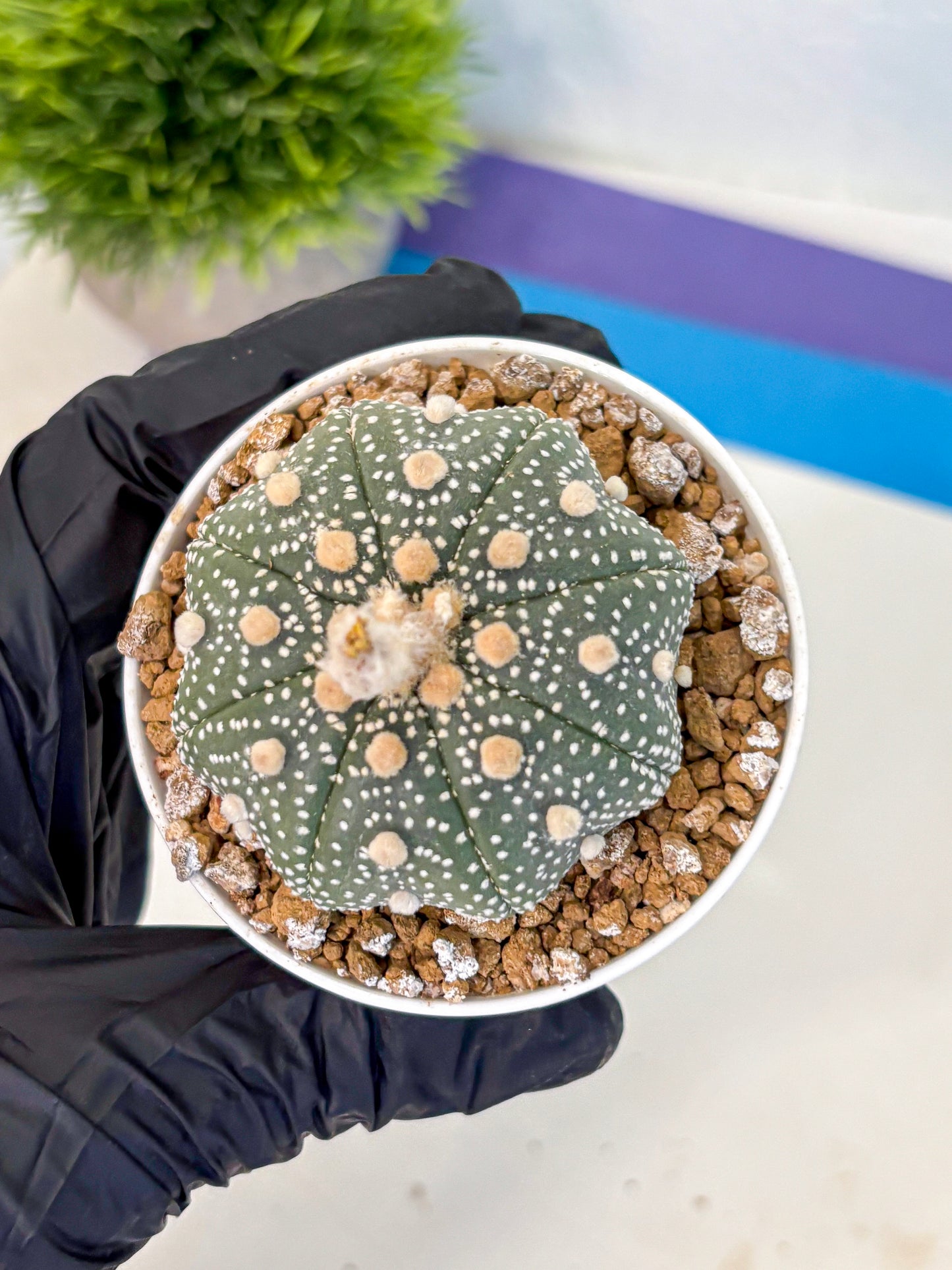 Astrophytum Super Kabuto (at1) (04) | Collection Plant | Rare Cactus