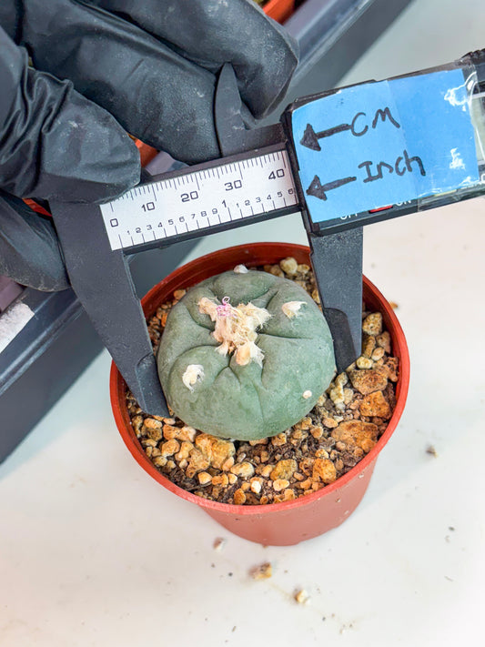 Spineless Cactus (Lo2) (r4) | For Advanced Growers