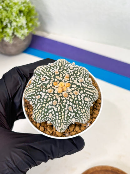Astrophytum Star Shape (at2) (y2) | Rare Cactus