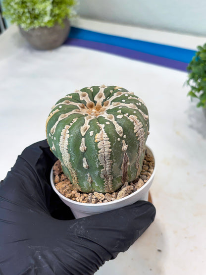 Astrophytum V-type Nudum (t10) (b7) | Imported From Japan/korea