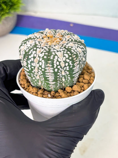 Astrophytum V-Type (at5) (b4) | Star Cactus