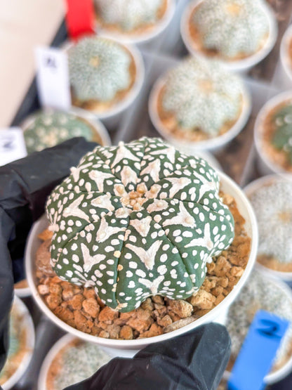Astrophytum V-type Star Shape (t3) (b7) | 3" Pot