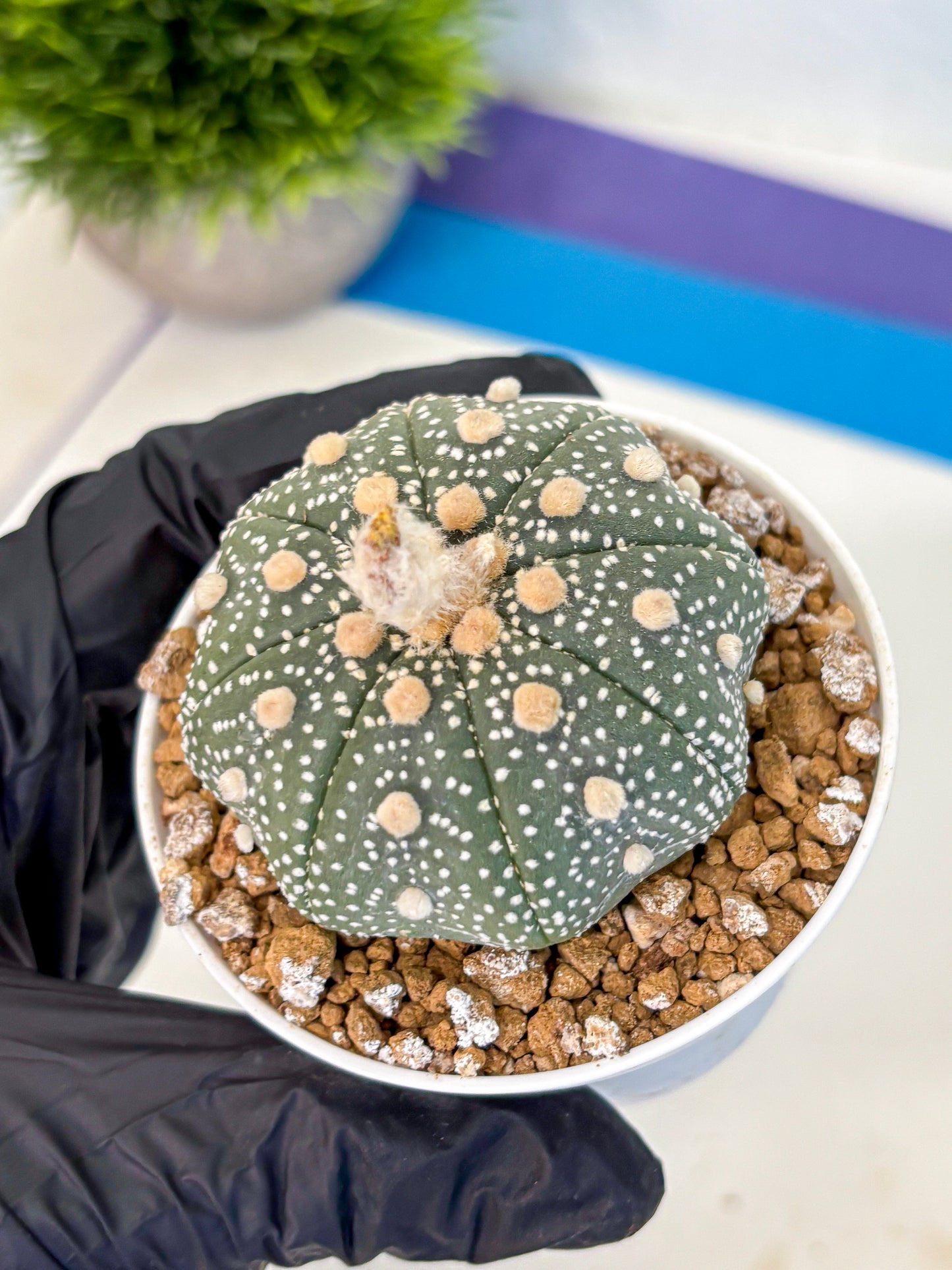 Astrophytum Super Kabuto (at1) (04) | Collection Plant | Rare Cactus