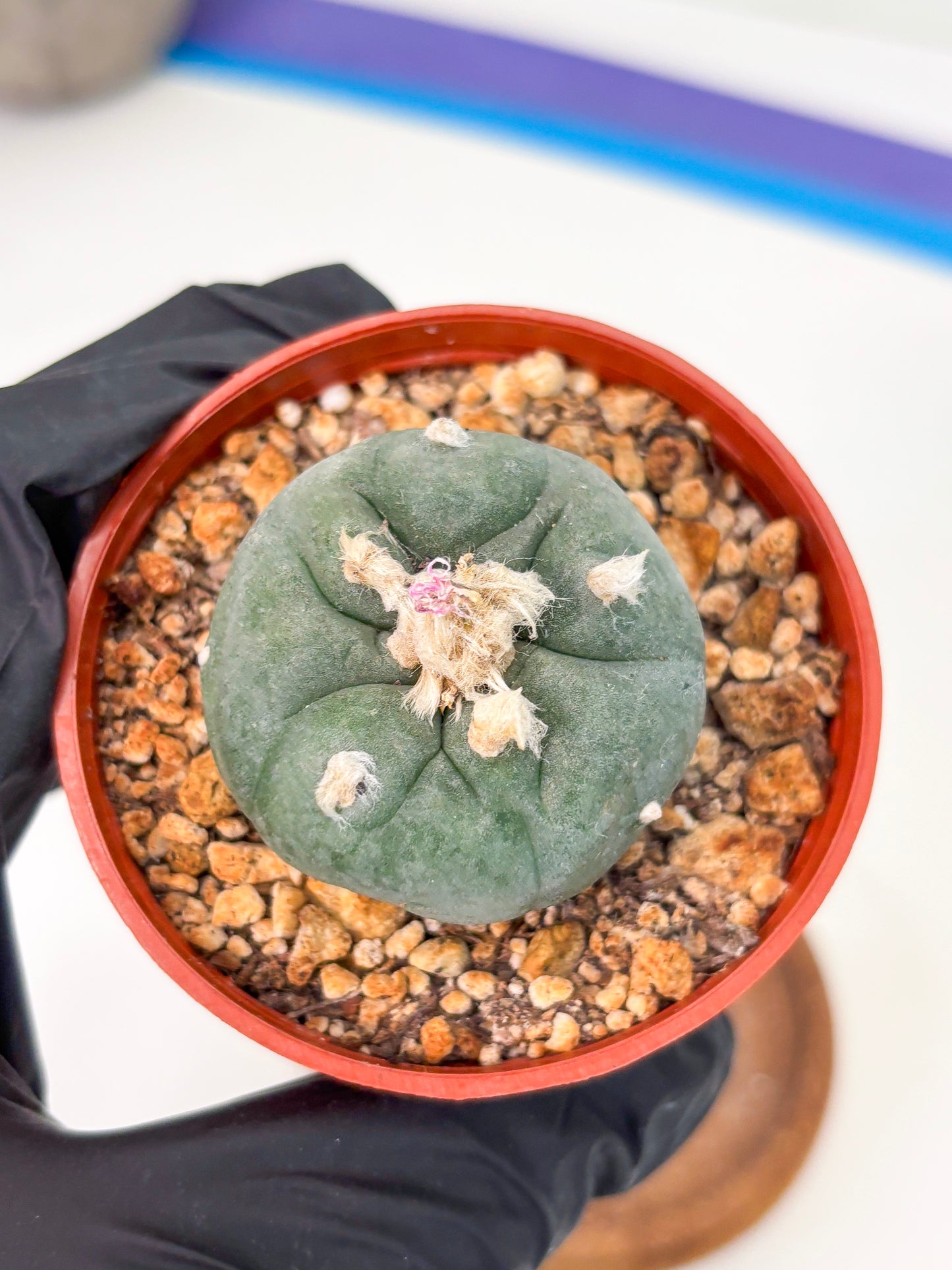 Spineless Cactus (Lo2) (r4) | For Advanced Growers