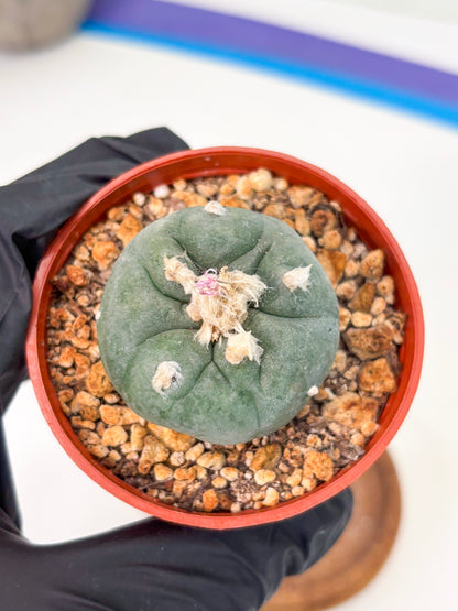 Spineless Cactus (Lo2) (r4) | For Advanced Growers