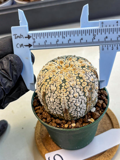 Astrophytum V Type (at4) (05) | Star Cactus