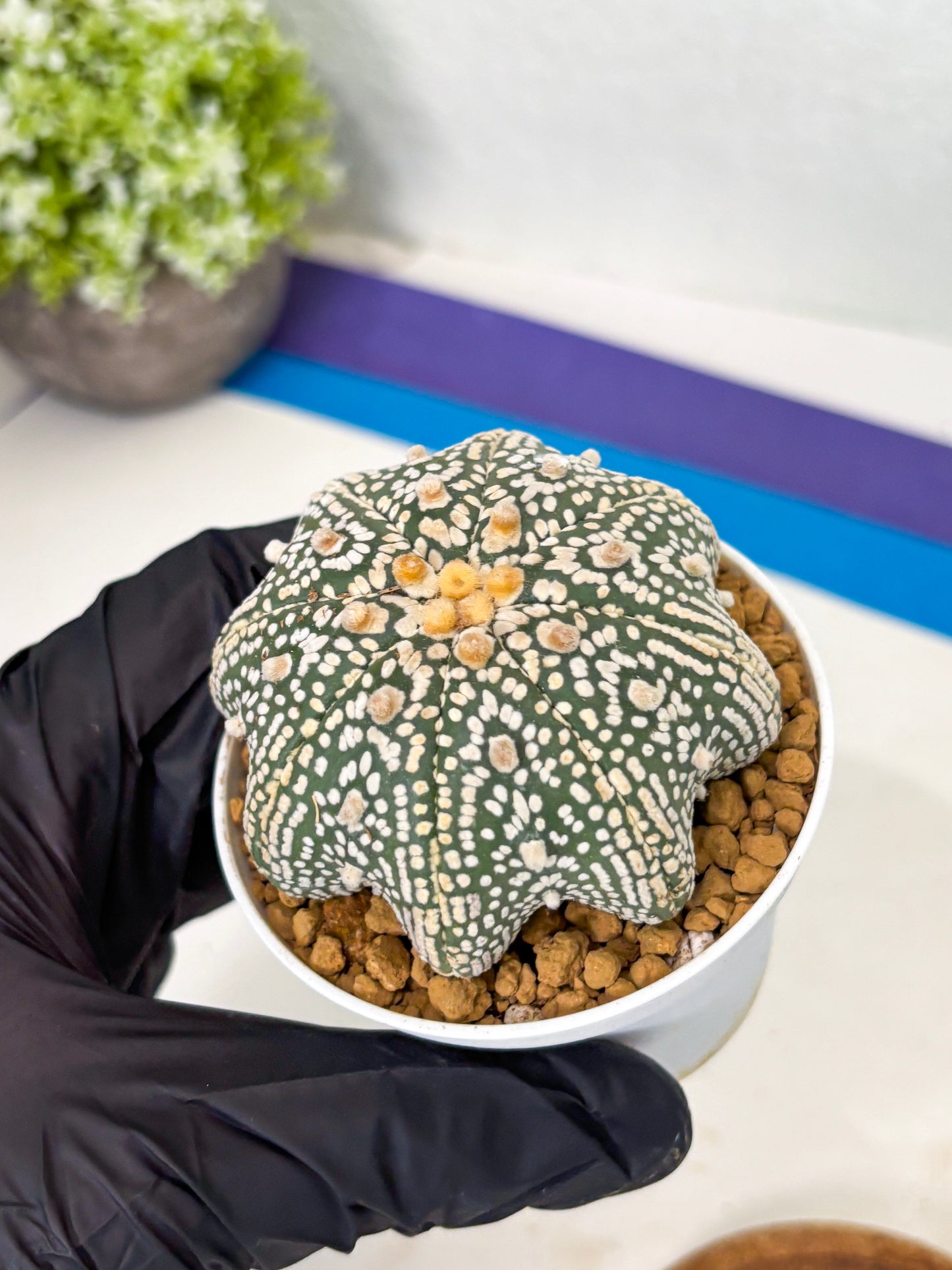 Astrophytum Star Shape (at2) (y2) | Rare Cactus