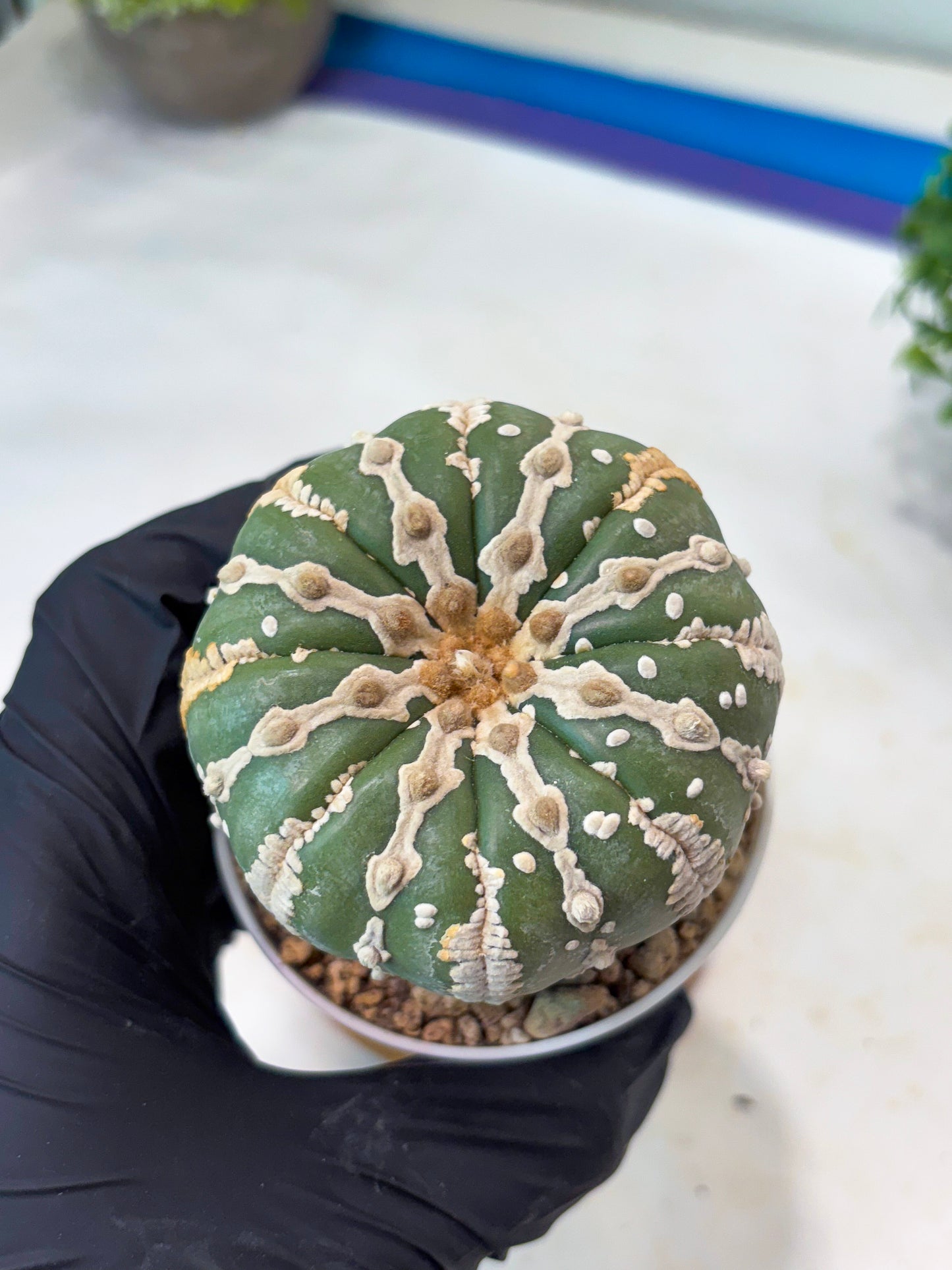 Astrophytum V-type Nudum (t10) (b7) | Imported From Japan/korea