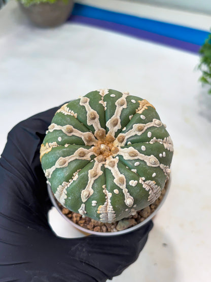 Astrophytum V-type Nudum (t10) (b7) | Imported From Japan/korea