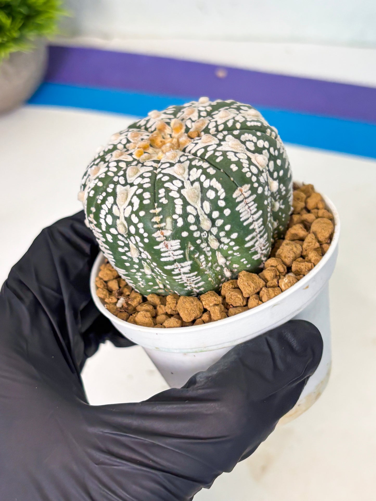 Astrophytum V-Type (at5) (b4) | Star Cactus