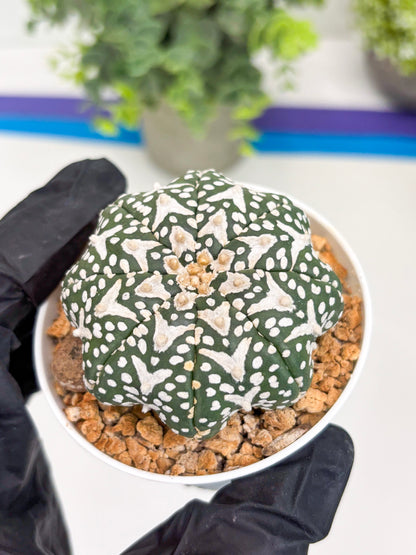 Astrophytum V-type Star Shape (t3) (b7) | 3" Pot