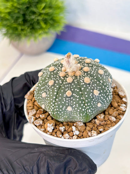Astrophytum Super Kabuto (at1) (04) | Collection Plant | Rare Cactus