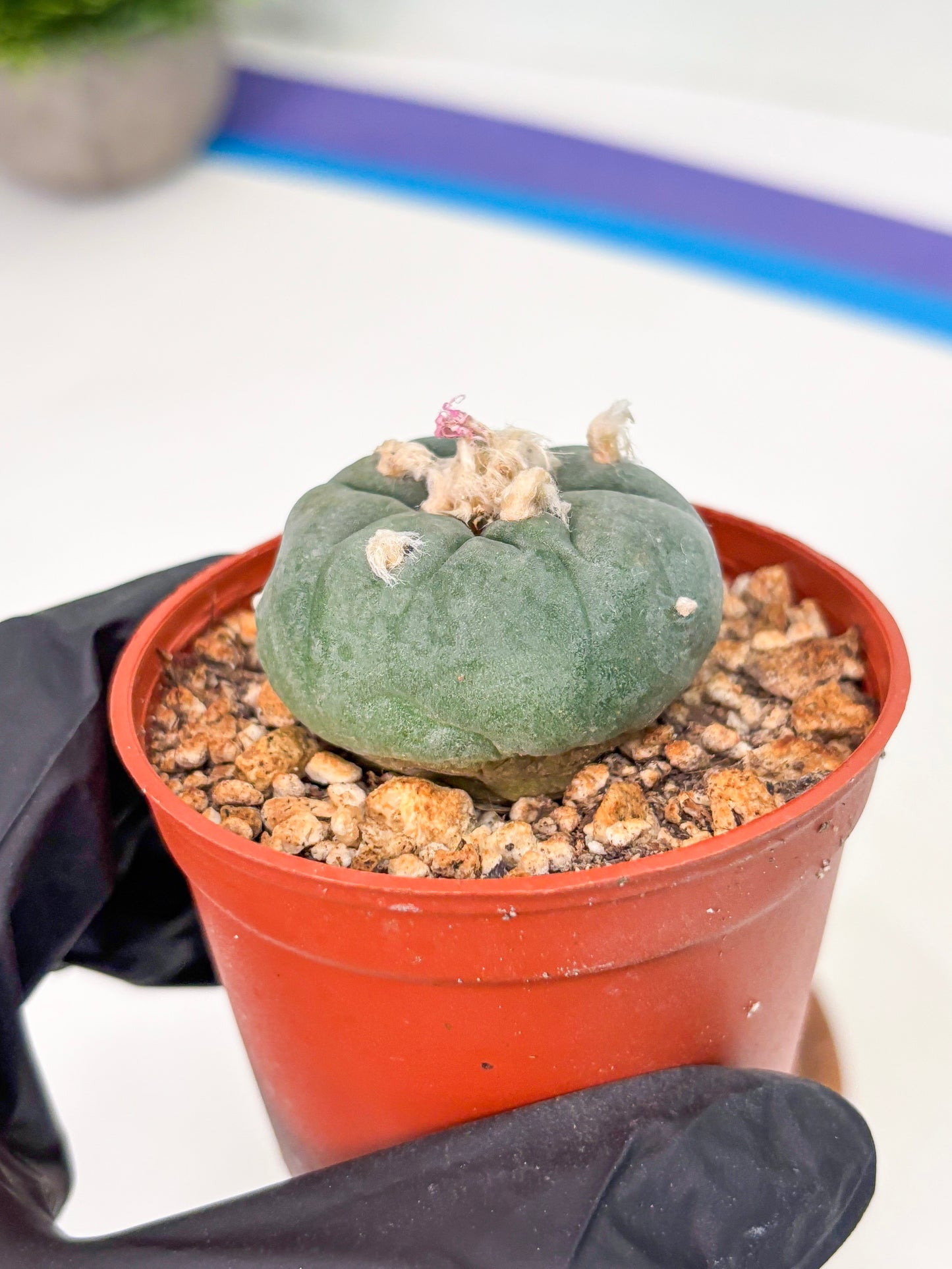 Spineless Cactus (Lo2) (r4) | For Advanced Growers