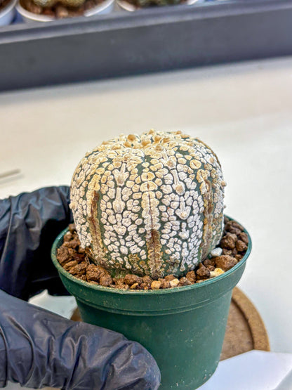 Astrophytum V Type (at4) (05) | Star Cactus