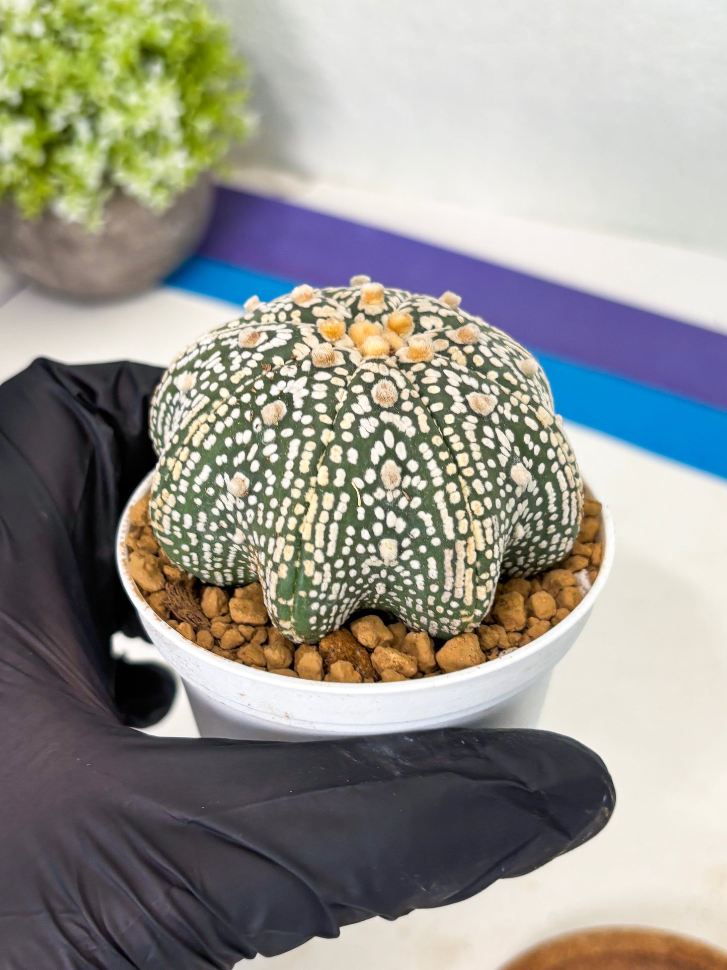 Astrophytum Star Shape (at2) (y2) | Rare Cactus