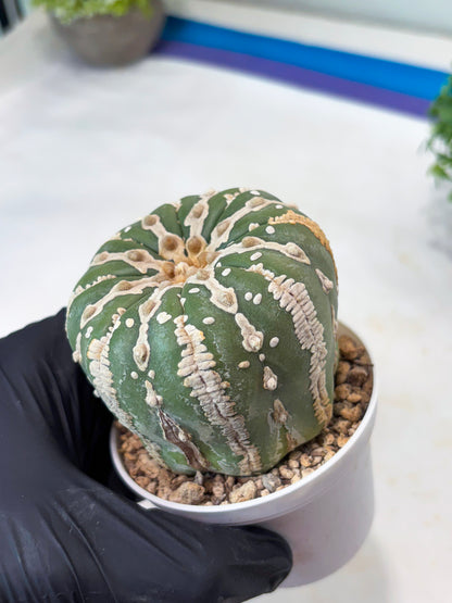 Astrophytum V-type Nudum (t10) (b7) | Imported From Japan/korea