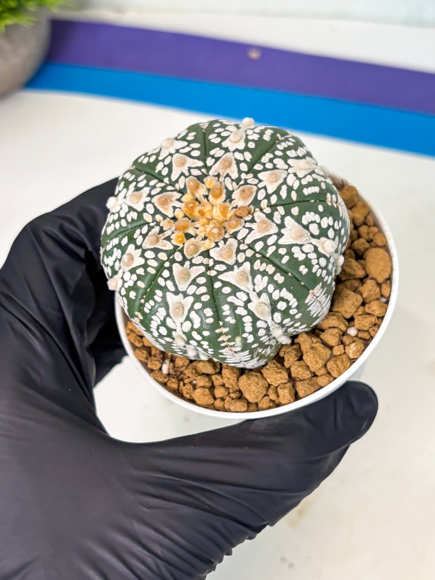 Astrophytum V-Type (at5) (b4) | Star Cactus