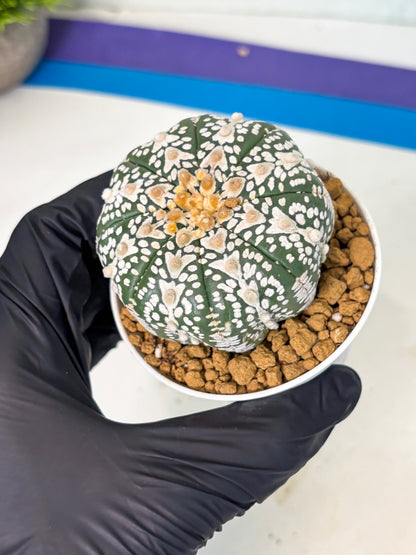 Astrophytum V-Type (at5) (b4) | Star Cactus