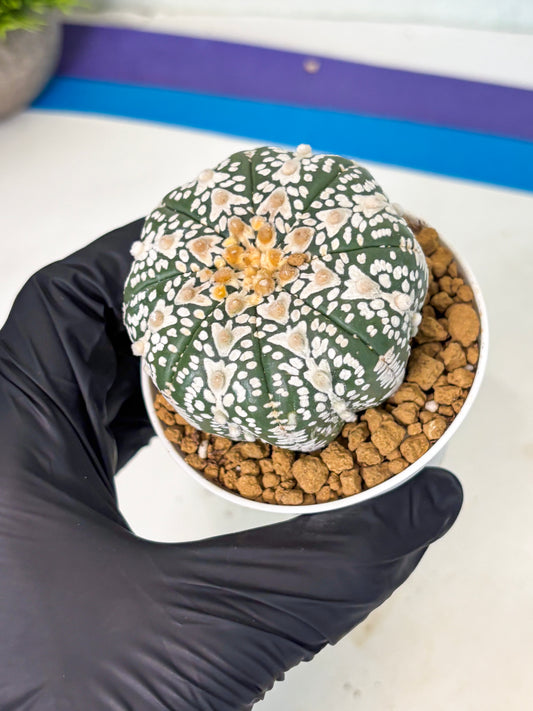 Astrophytum V-Type (at5) (b4) | Star Cactus