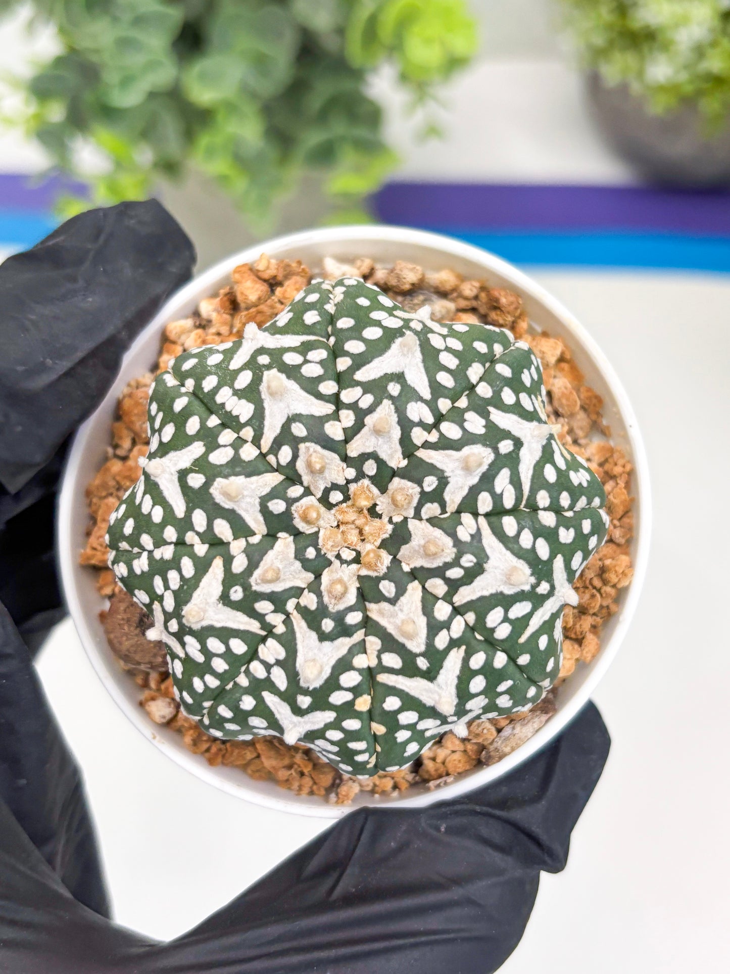 Astrophytum V-type Star Shape (t3) (b7) | 3" Pot