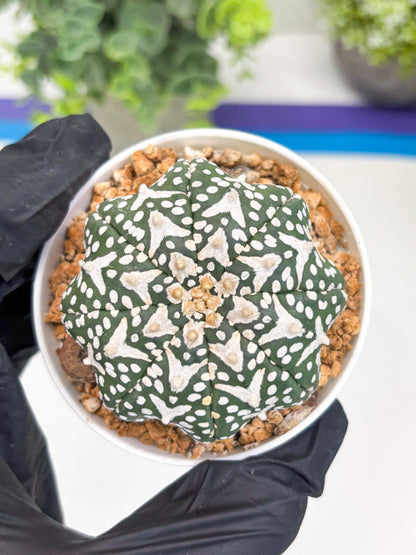 Astrophytum V-type Star Shape (t3) (b7) | 3" Pot