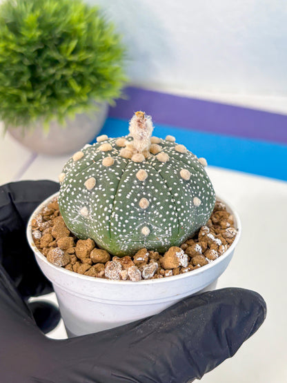 Astrophytum Super Kabuto (at1) (04) | Collection Plant | Rare Cactus