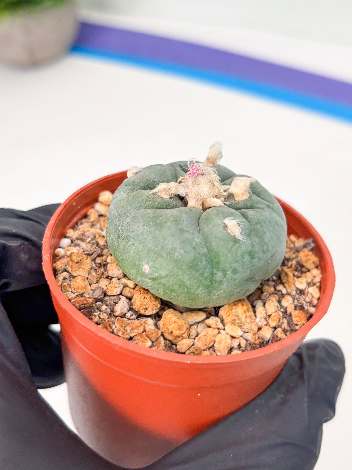 Spineless Cactus (Lo2) (r4) | For Advanced Growers