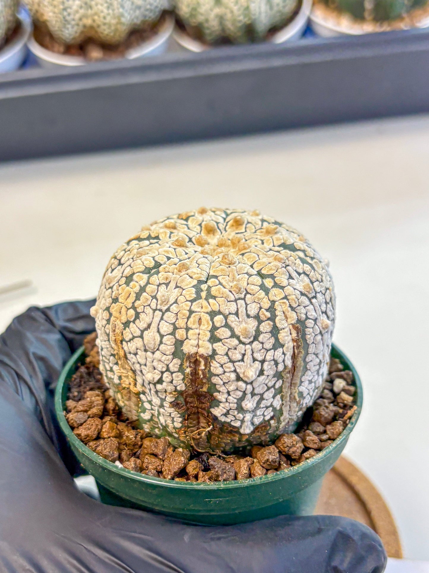 Astrophytum V Type (at4) (05) | Star Cactus