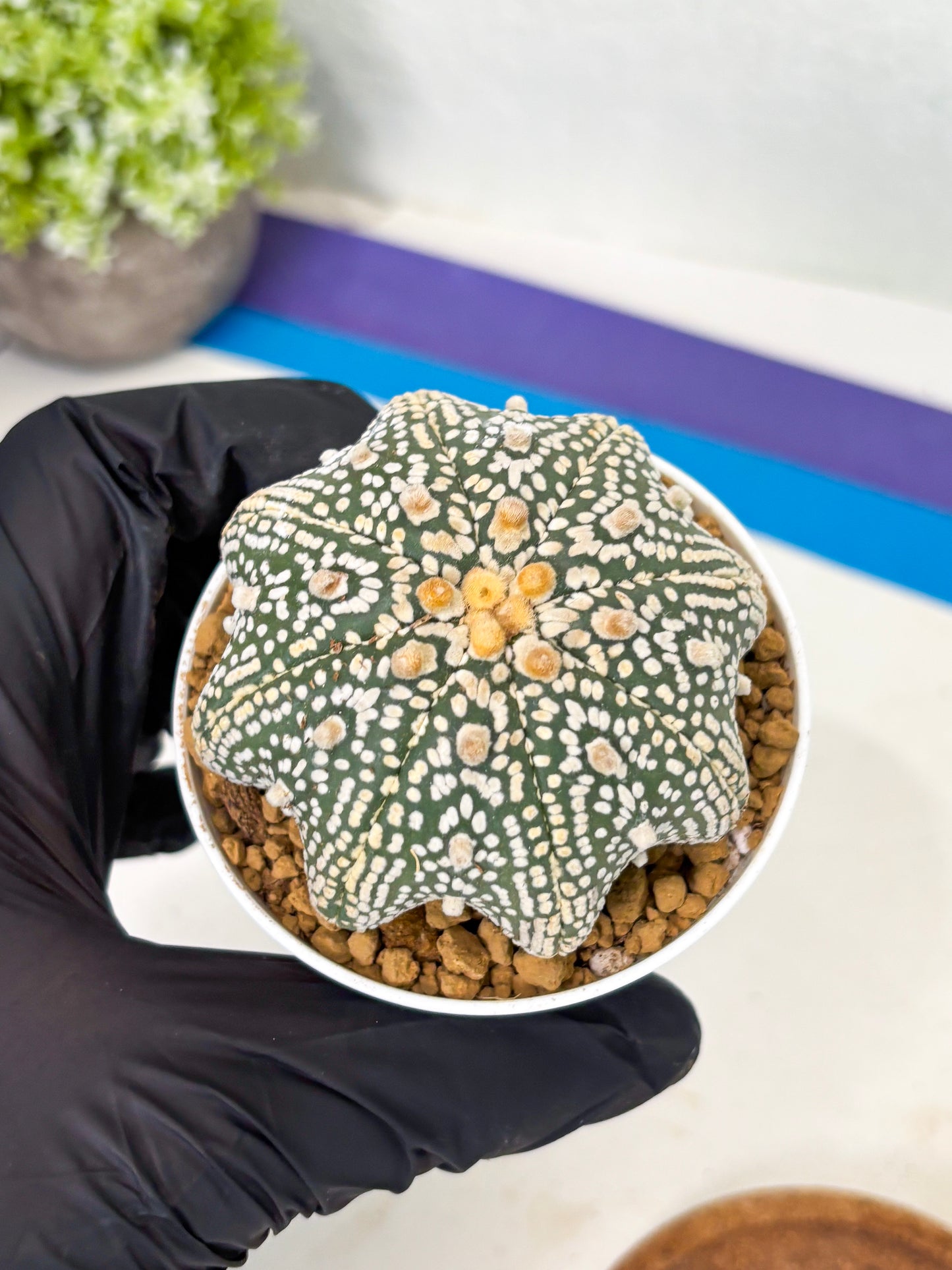 Astrophytum Star Shape (at2) (y2) | Rare Cactus