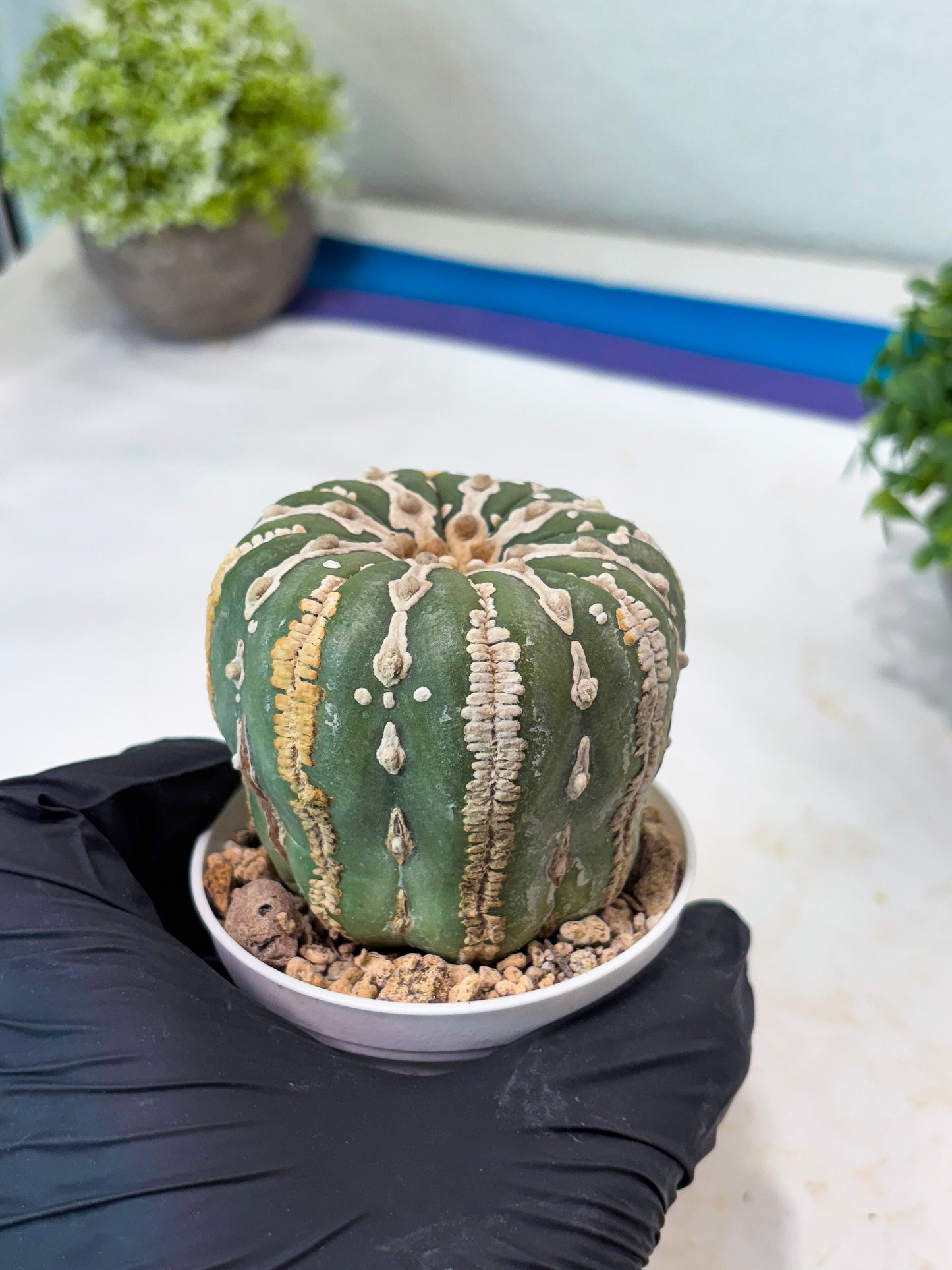 Astrophytum V-type Nudum (t10) (b7) | Imported From Japan/korea
