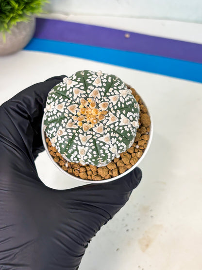 Astrophytum V-Type (at5) (b4) | Star Cactus