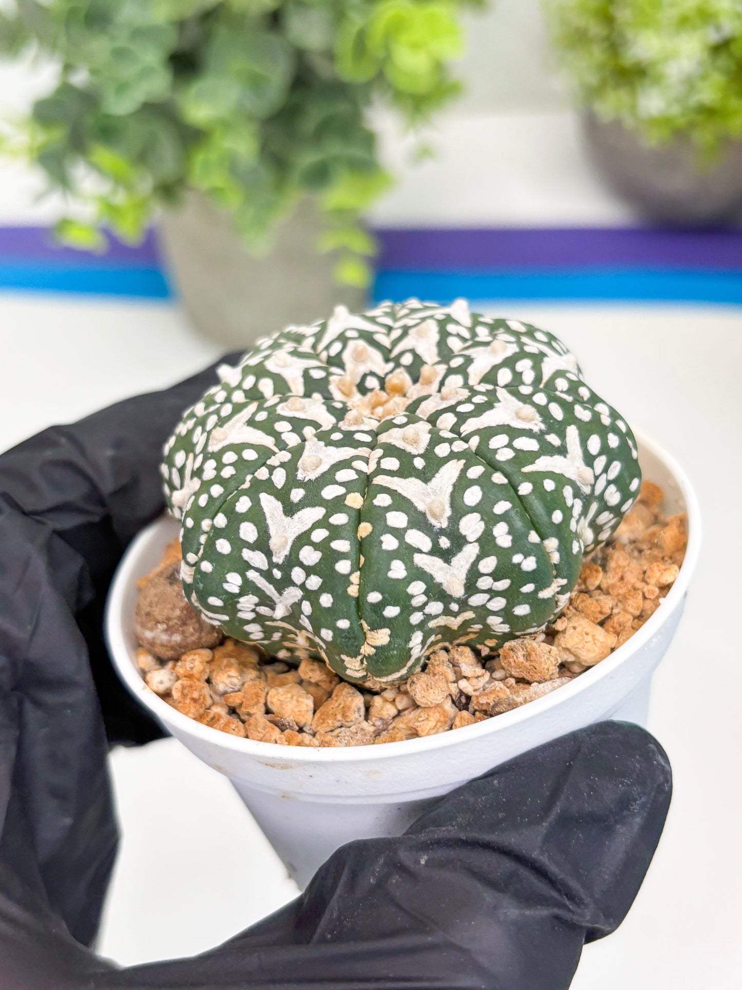 Astrophytum V-type Star Shape (t3) (b7) | 3" Pot