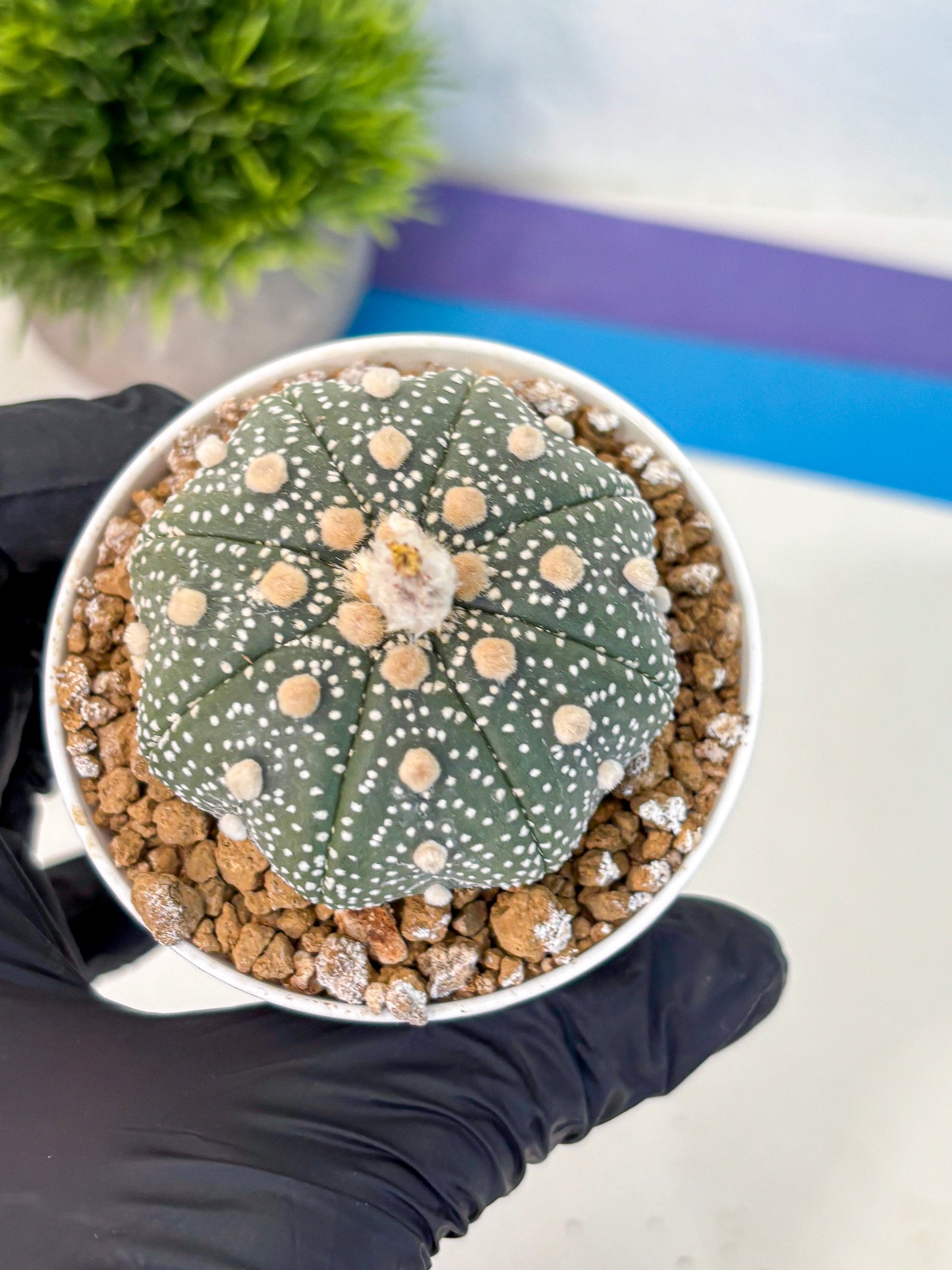 Astrophytum Super Kabuto (at1) (04) | Collection Plant | Rare Cactus