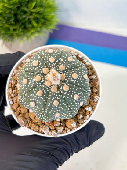 Astrophytum Super Kabuto (at1) (04) | Collection Plant | Rare Cactus