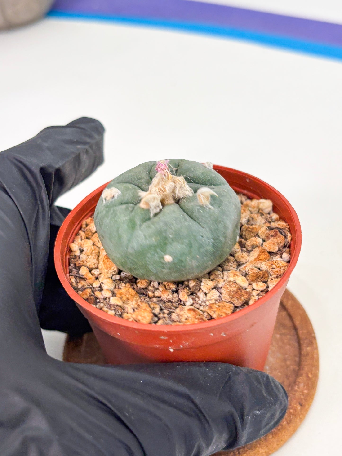 Spineless Cactus (Lo2) (r4) | For Advanced Growers