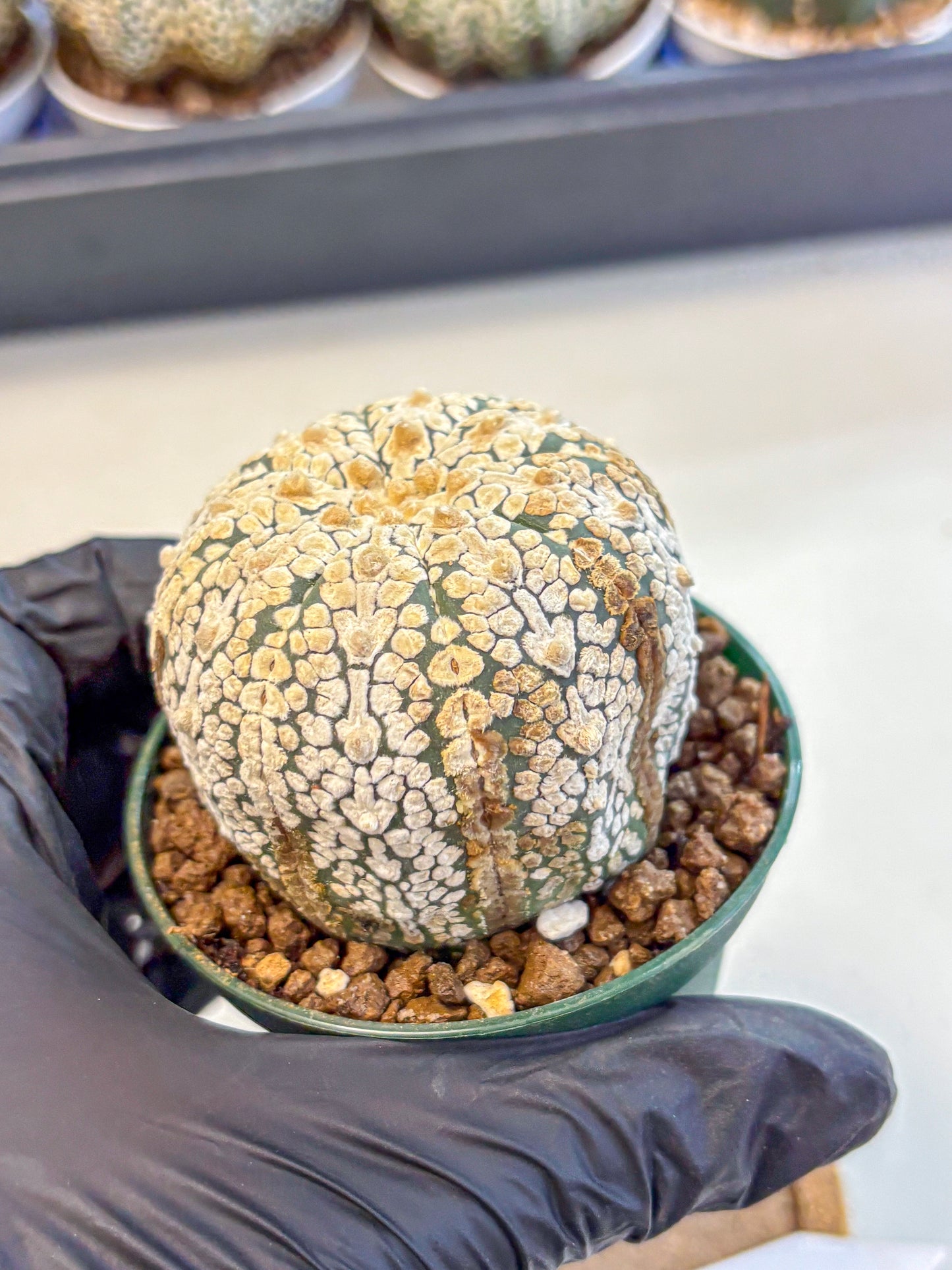 Astrophytum V Type (at4) (05) | Star Cactus