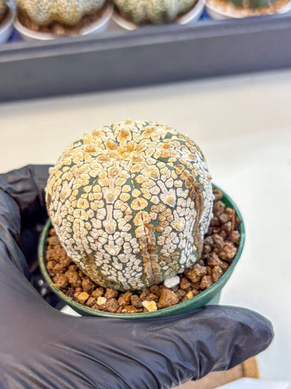 Astrophytum V Type (at4) (05) | Star Cactus