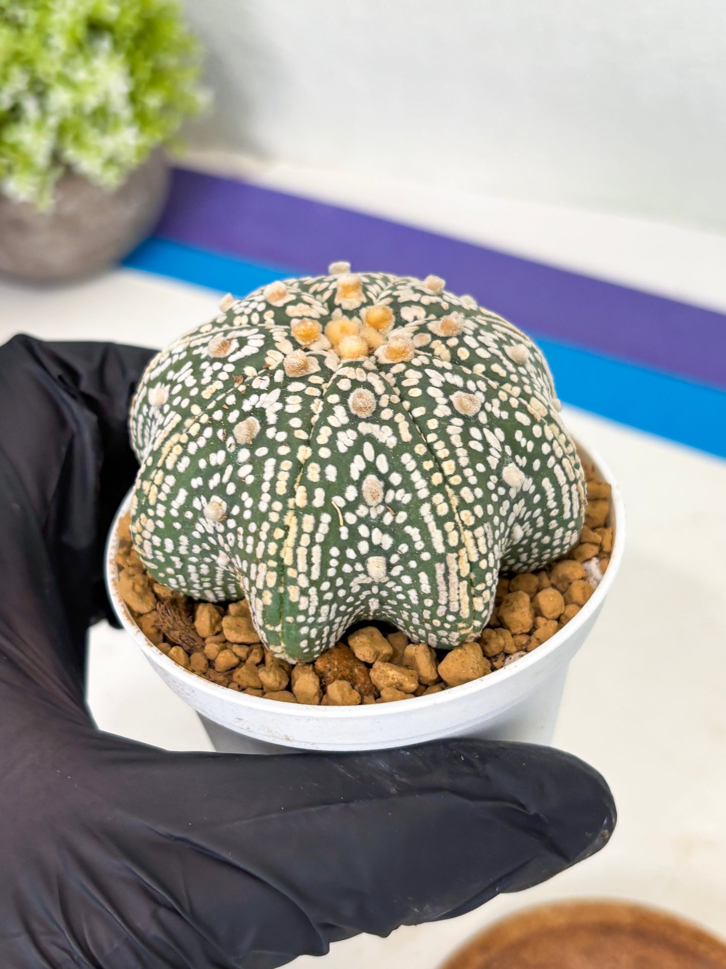 Astrophytum Star Shape (at2) (y2) | Rare Cactus