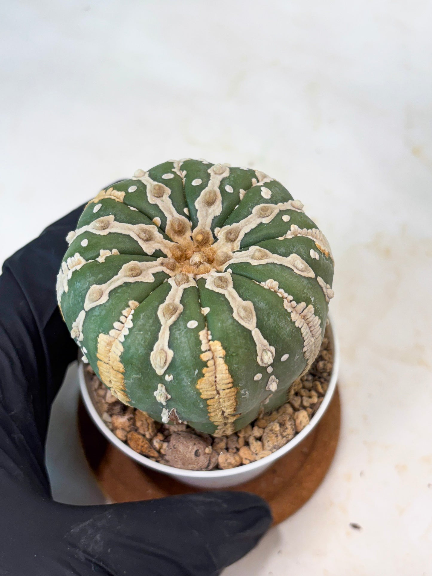 Astrophytum V-type Nudum (t10) (b7) | Imported From Japan/korea