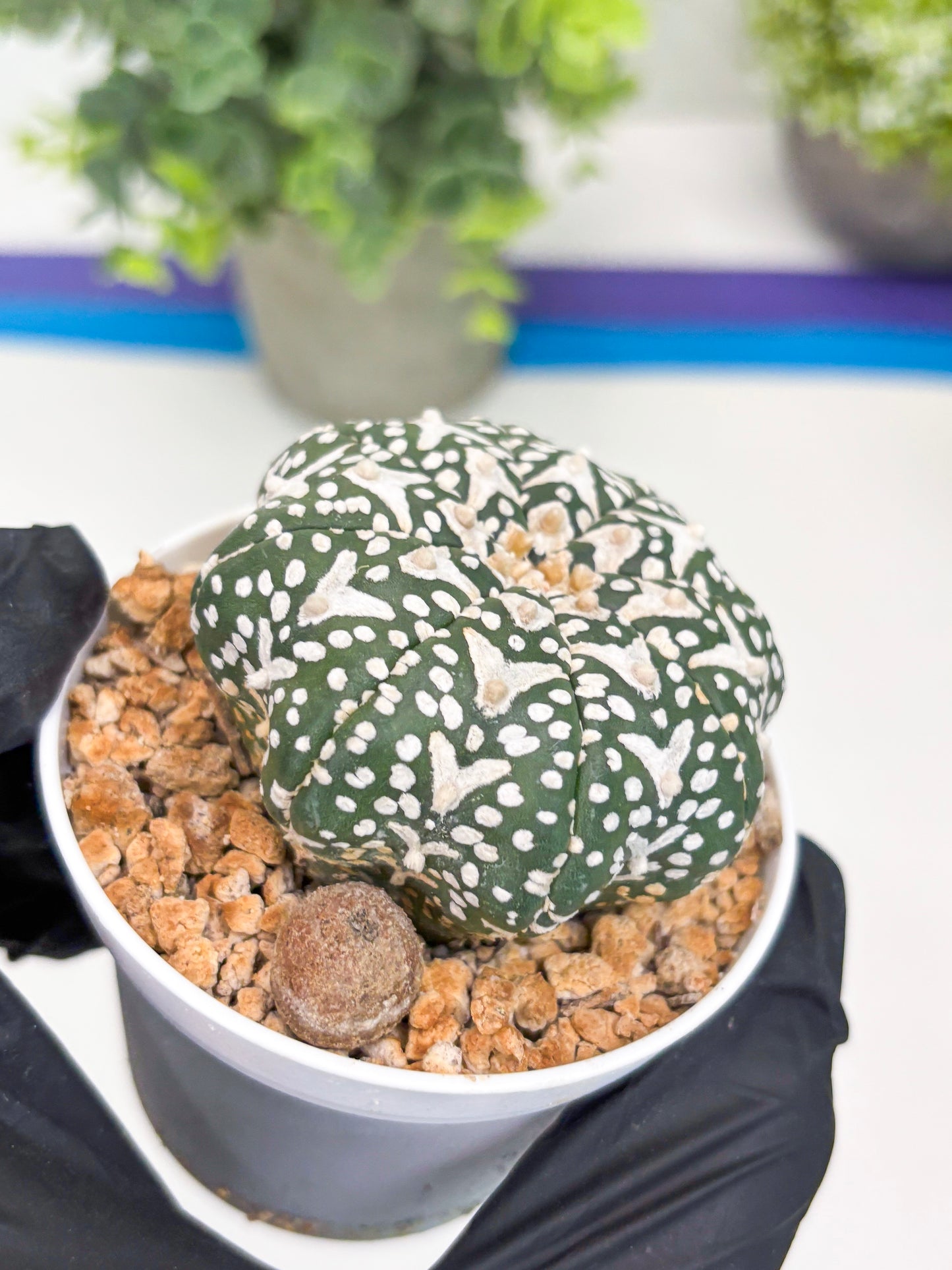 Astrophytum V-type Star Shape (t3) (b7) | 3" Pot