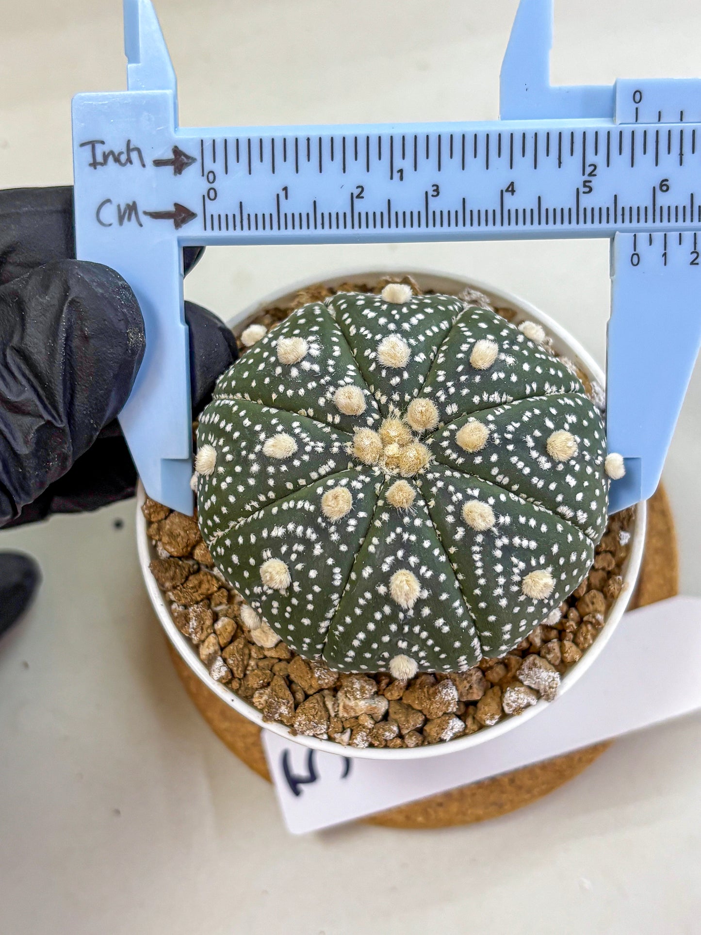 Astrophytum Super Kabuto (at1) (05) | Collection Plant | Rare Cactus