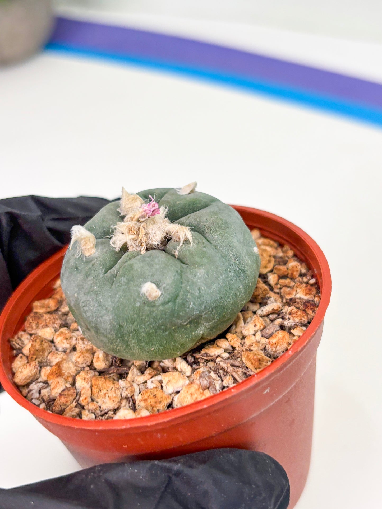 Spineless Cactus (Lo2) (r4) | For Advanced Growers