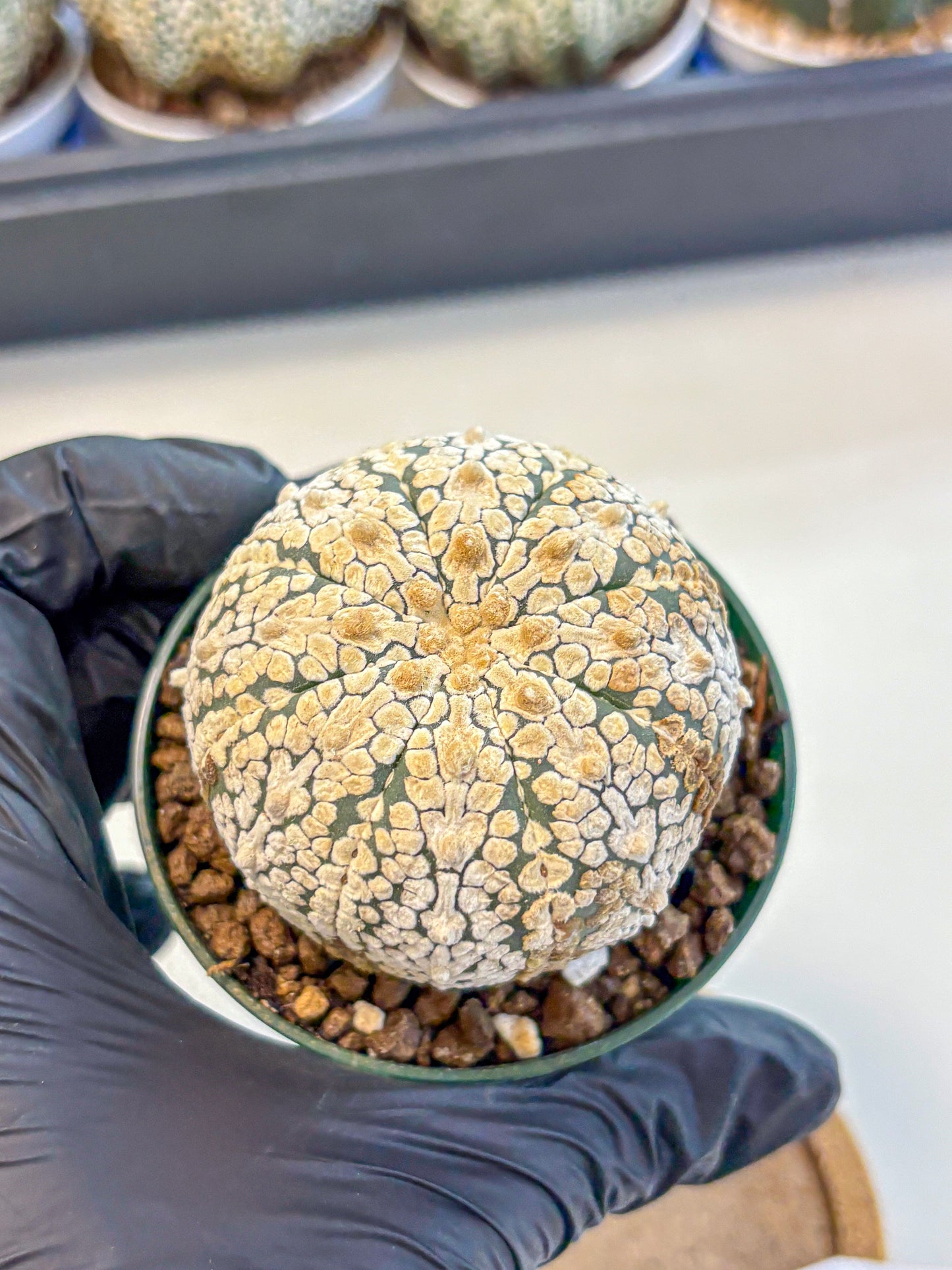 Astrophytum V Type (at4) (05) | Star Cactus