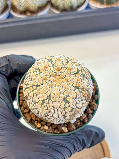 Astrophytum V Type (at4) (05) | Star Cactus