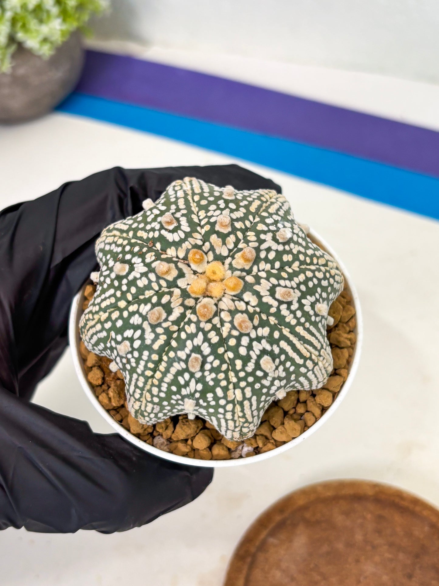 Astrophytum Star Shape (at2) (y2) | Rare Cactus