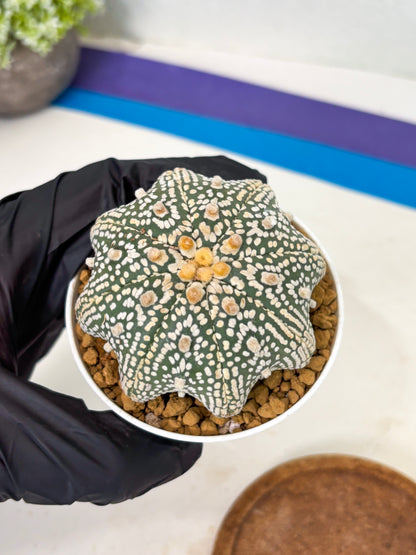 Astrophytum Star Shape (at2) (y2) | Rare Cactus